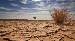 Resized forests and deserts